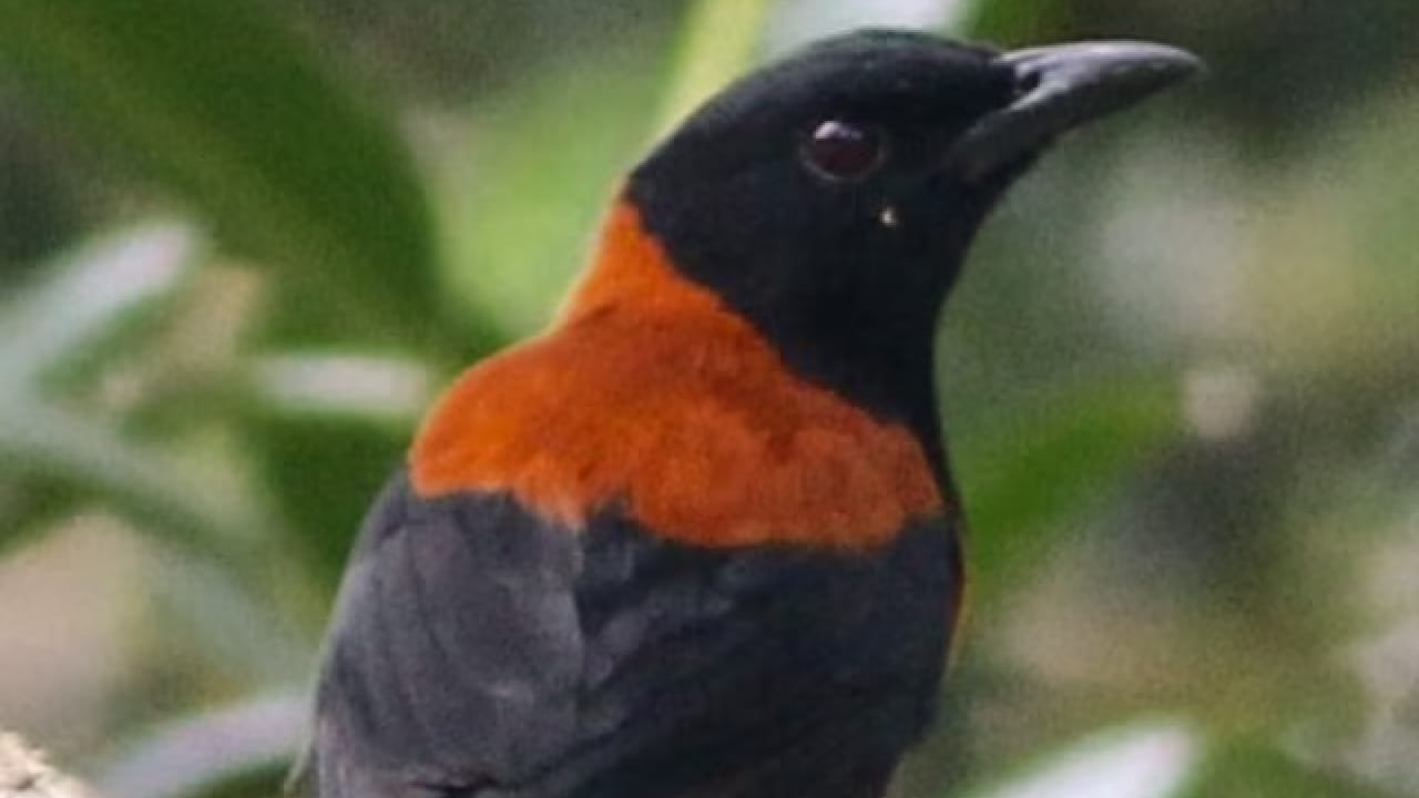हा पक्षी म्हणजे Hooded Pitohui, जो जगातील सर्वात विषारी पक्षी म्हणून ओळखला जातो. हा पक्षी प्रामुख्याने New Guinea येथे आढळतो. दिसायला साधा असला तरी त्याच्या शरीरात अत्यंत धोकादायक विष असतं. 