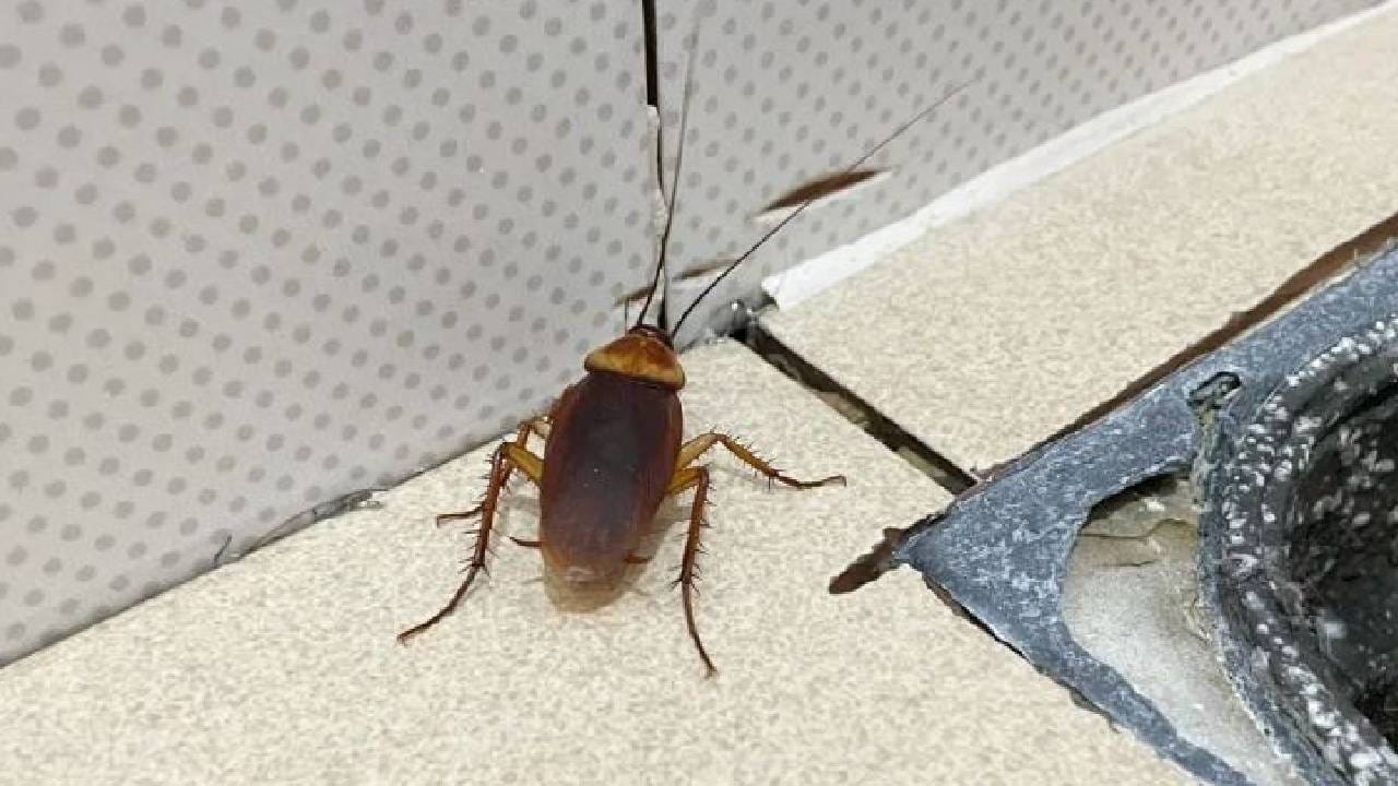 किचनमधील ही सिक्रेट वस्तू म्हणजे झुरळांची कट्टर दुष्मन, दरवाजात ठेवताच घरातून काढतील पळ!