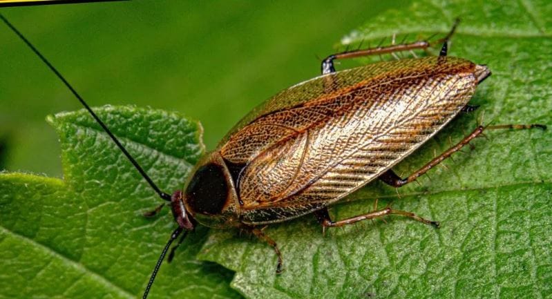 झुरळ म्हटलं की अनेकांना किळसवाणे वाटते. काही लोक तर झुरळ पाहिलं की थेट पळून जातात. परंतु झुरळ हा कीटक असा आहे की तो घरात एकदा झाला की लवकर तुमचा पिच्छा सोडत नाही. 