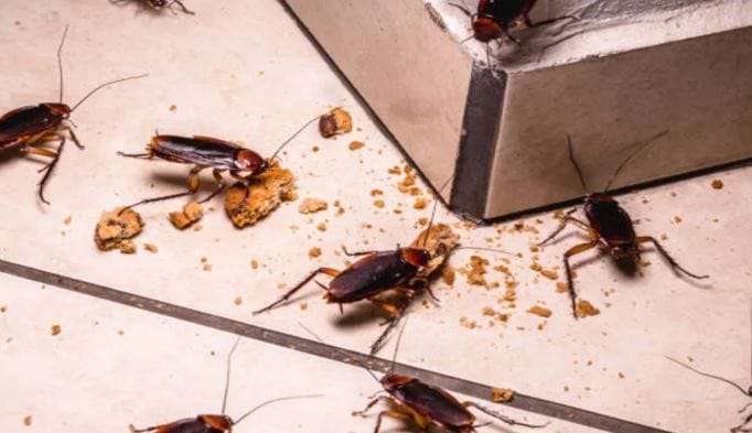 तुमच्या किचनच्या सामानात लवंग असेल तर तुम्ही झुरळांना घरातून पळवून लावू शकता. झुरळांना लवंग आवडत नाही. माणसांना लवंगाचा गंध आवडतो. परंतु झुरळांना लवंगचा वास आला की ते दूर पळतात. किचनच्या दरवाजात किंवा किचनच्या कोपऱ्यात लवंग ठेवल्यास झुरळं घरातून पळून जाऊ शकतात.