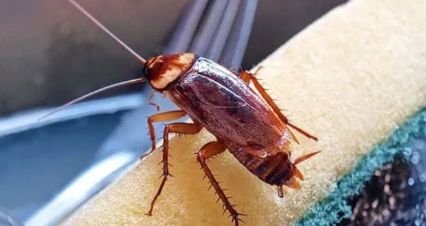 घरात एकदा झुरळ झाले की ते तुम्हाला अगोदर किचनमध्ये दिसेल. त्यानंतर बाथरुम, टॉयलेट, बेडरुम अशा सर्वच ठिकाणी झुरळं दिसायला लागतील. विशेष म्हणजे झुरळांचे प्रमाण जास्त झाले की ते तुमच्या धान्यात आणि इतर सामानातही दिसायला लागतात. 