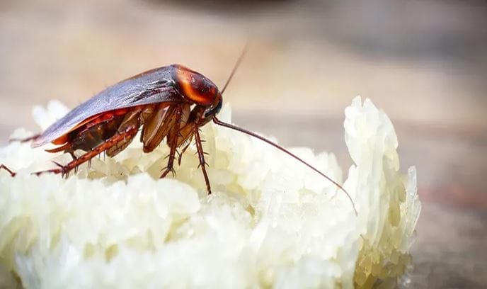 झुरळांची विष्ठा अन्नावाटे तुमच्या पोटात गेली तर तुम्हाला अनेक आजार होण्याची शक्यता असते. झुरळं ही घरात कचऱ्याच्या ठिकाणी, घाणीच्या ठिकाणीदेखील सापडतात. त्यामुळेच त्यांना लवकरात लवकर घारातून हाकलून देणे गरजेचे आहे. तुम्ही एक रुपयाही खर्च न करता झुरळांना घरातून पळवून लावू शकता. 
