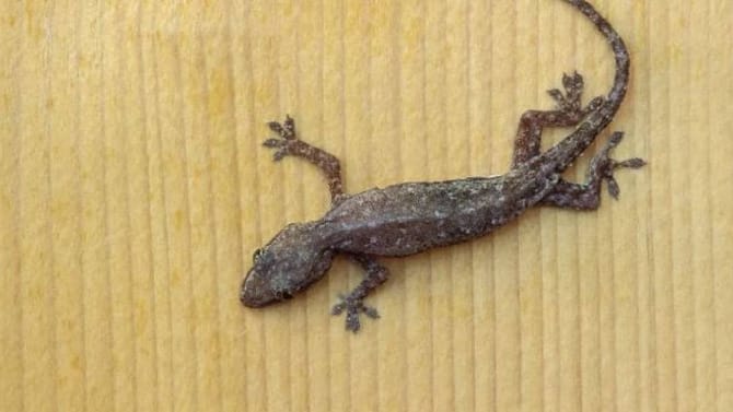 घरातली ही सिक्रेट गोष्ट पालींचा शत्रू, दिसताच घरातून काढतात पळ!