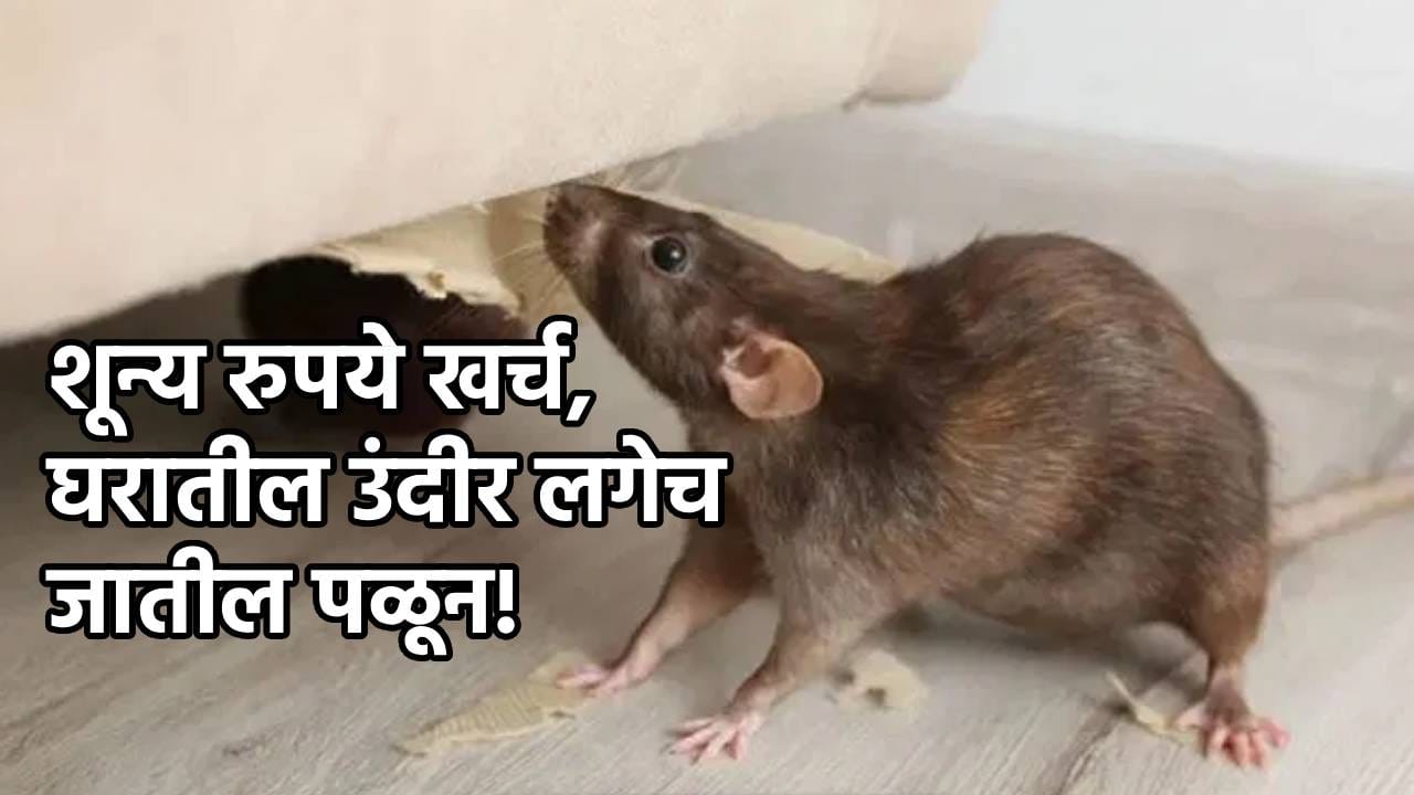 उंदीर घरात यायला घाबरेल, शून्य रुपये खर्च लागणाऱ्या या ट्रिक वापरा, चमत्कार पाहा!