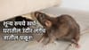 उंदीर घरात यायला घाबरेल, शून्य रुपये खर्च लागणाऱ्या या ट्रिक वापरा!.