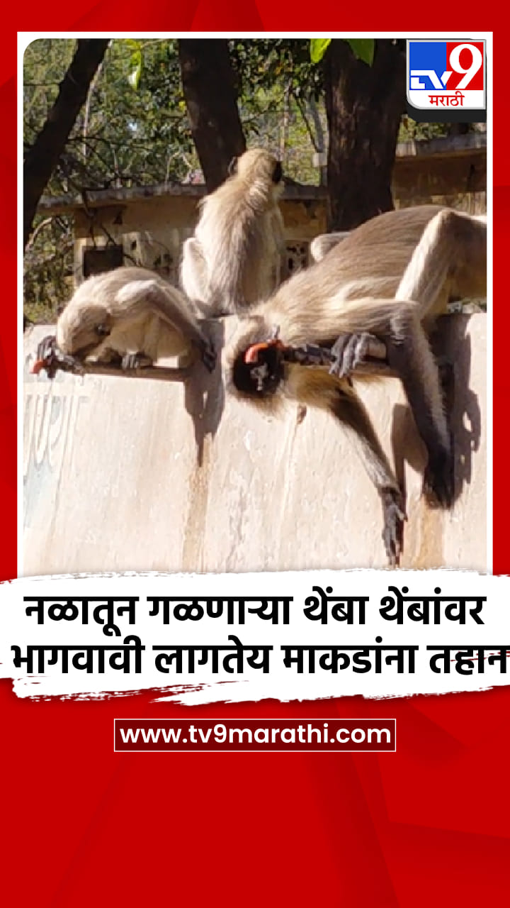 नळातून गळणाऱ्या थेंबा थेंबांवर भागवावी लागतेय माकडांना तहान