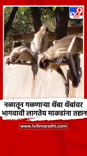 नळातून गळणाऱ्या थेंबा थेंबांवर भागवावी लागतेय माकडांना तहान