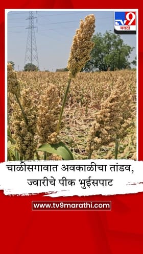 चाळीसगावात अवकाळीचा तांडव, कोदगाव शिवारात ज्वारीचे पीक भुईसपाट