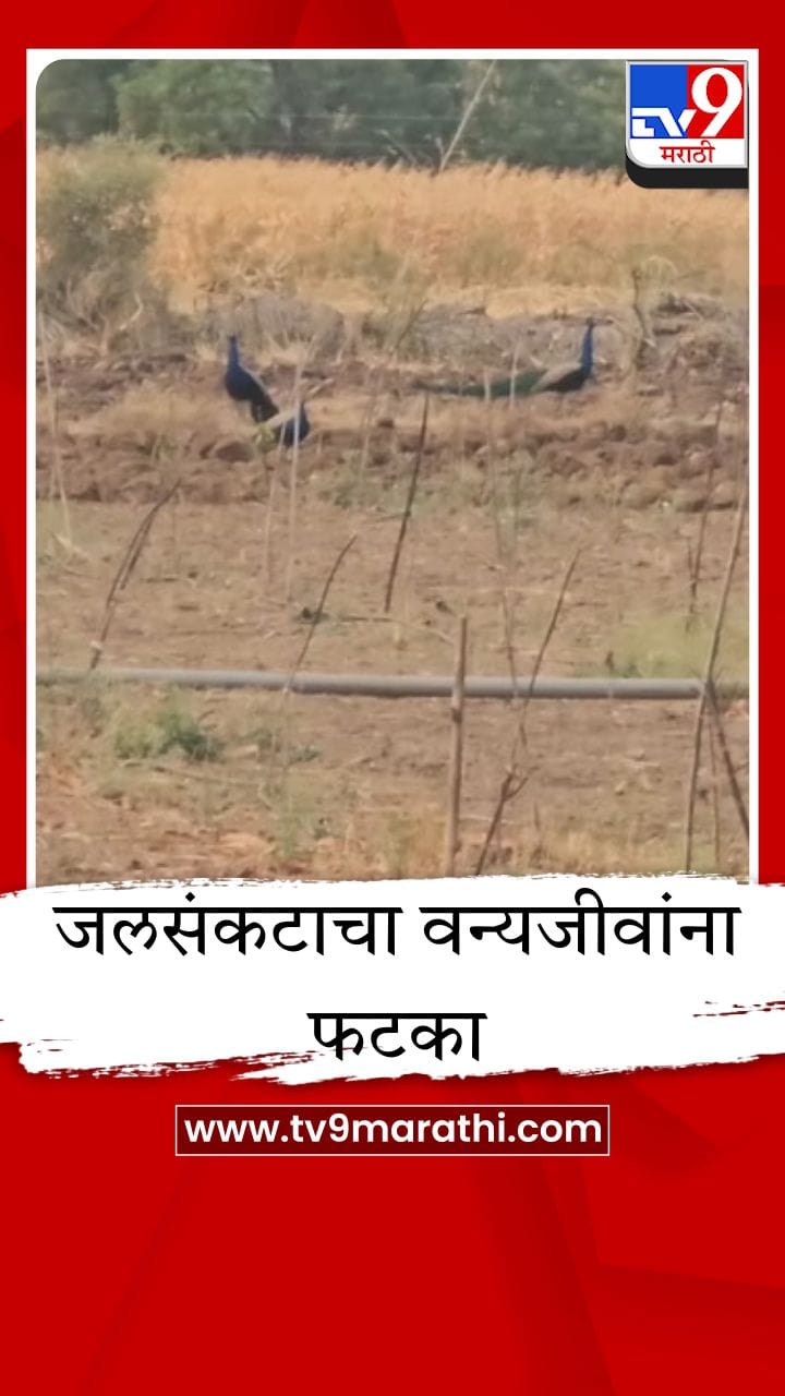 पाण्यासाठी मोरांची वणवण, भोकरदन तालुक्यात वन्यजीव पाण्यासाठी व्याकुळ