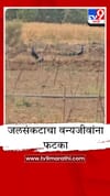 पाण्यासाठी मोरांची वणवण, भोकरदन तालुक्यात वन्यजीव पाण्यासाठी व्याकुळ.