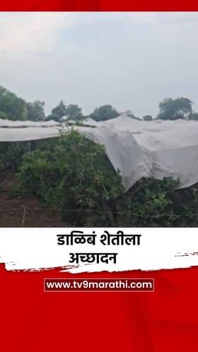 जालन्यात पावसाची शक्यता, डाळिंब शेतीला थेट अच्छादन