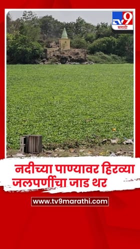 पुणे - भीमाशंकर परिसरातून उगम पावणाऱ्या नदीच्या पात्रात जलपर्णीचं थैमान