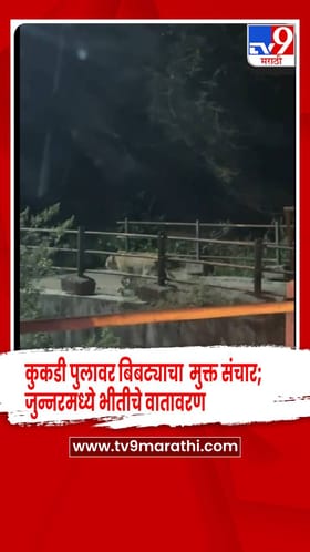 पुणे - कुकडी पुलावर बिबट्याचा मुक्त संचार; जुन्नरमध्ये भीतीचे वातावरण