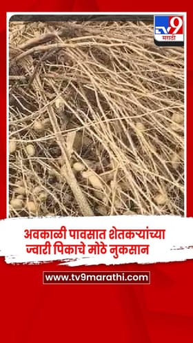 धाराशिवमध्ये अवकाळी पावसामुळे ज्वारी आडवी, काढलेलं पीक सडलं, शेतकऱ्यांचं नुकसान