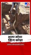 दोडामार्ग-मोर्ले इथं आढळला भला मोठा किंग कोब्रा.