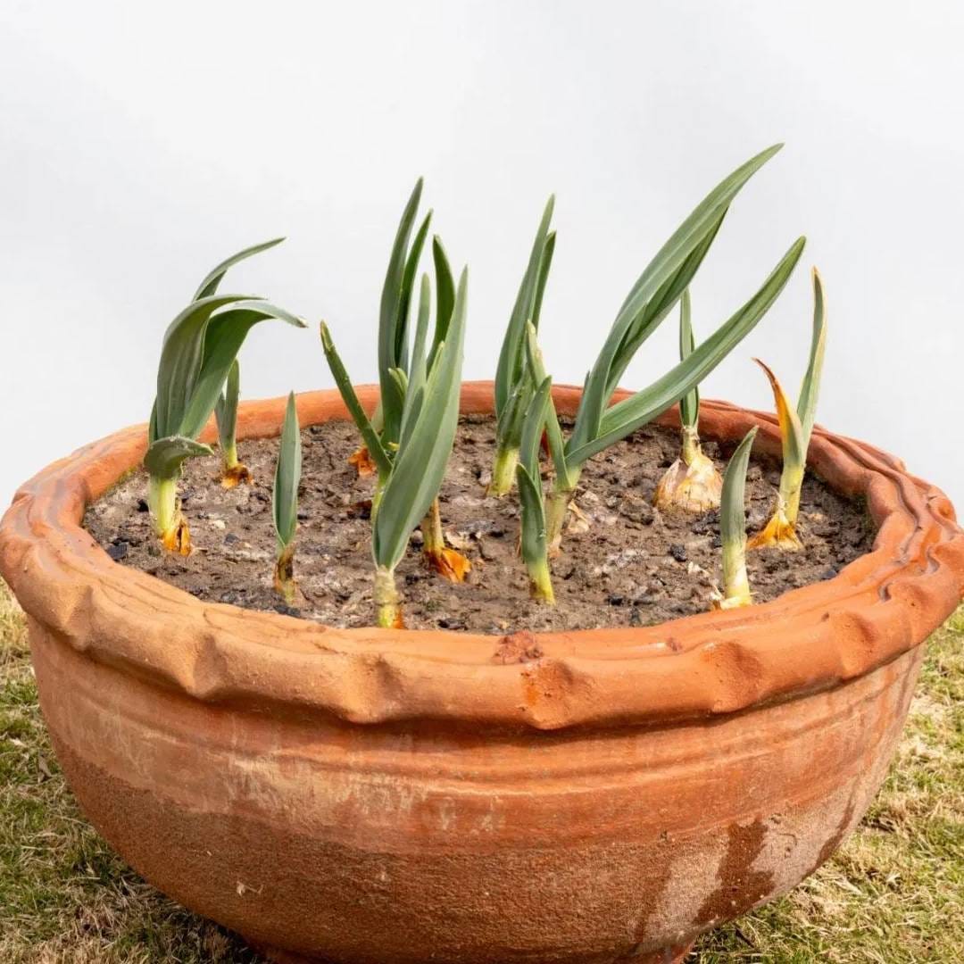 लसूणच्या तिखट वासामुळे सुद्धा मच्छर आणि कीडे लांब राहतात. हे एक नैसर्गिक किटकनाशकासारखं काम करतं. लसूण तुम्ही घरात सहज उगवू शकता.