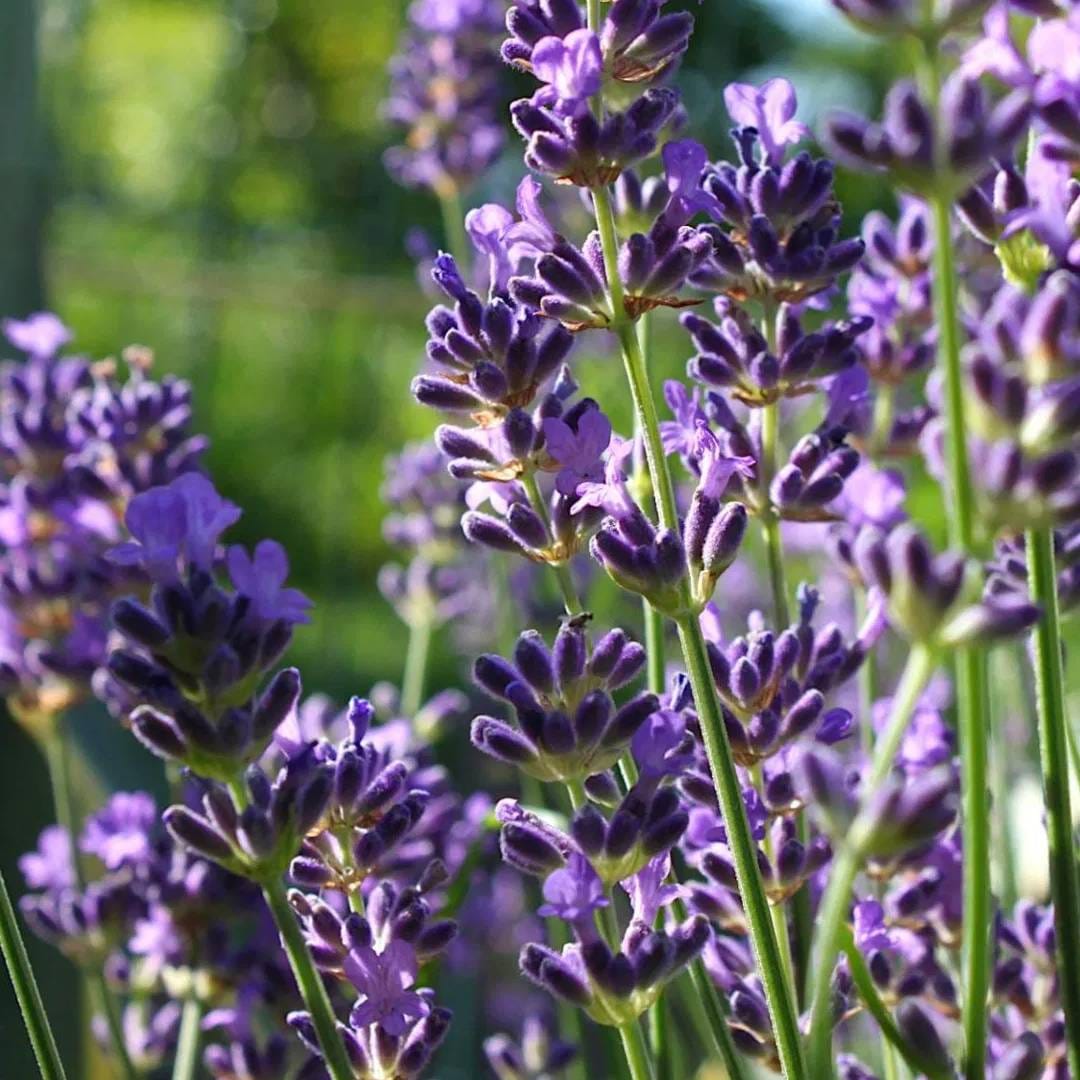 लॅवेंडरचं झाडं सुंदर सुंगधांसाठी ओळखलं जातं. भले माणसांना लॅवेंडरचा सुंगध आवडत असेल पण मच्छर आणि किड्यांना अजिबात आवडत नाही. हे घरात लावल्यास मच्छर दूर पळतात. सोबतच घराच्या सजावटीसाठी सुद्धा तुम्ही याचा वापर करु शकता.