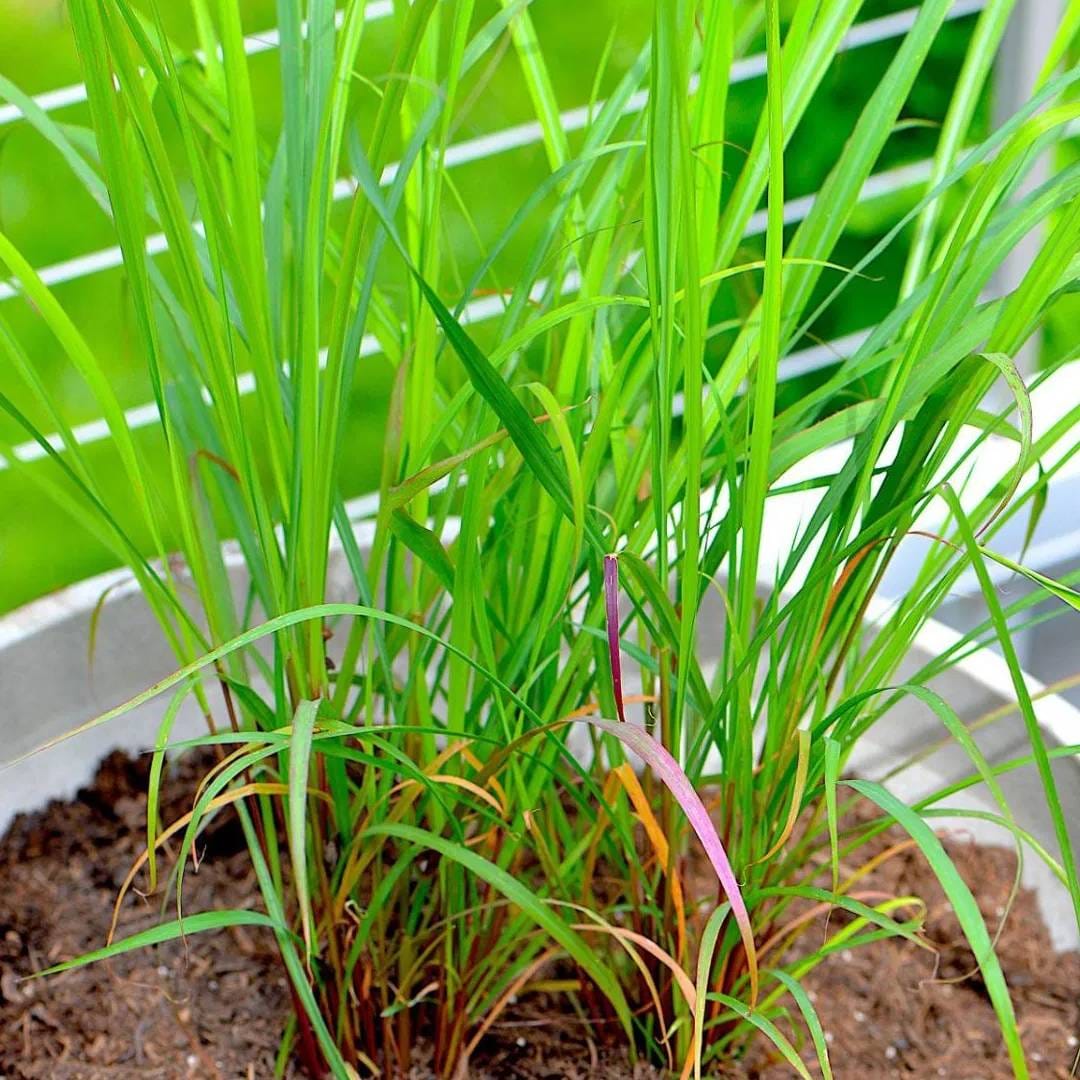 लेमन ग्रासमध्ये सिट्रोनेला नावाचं तत्व असतं. मच्छरांना दूर पळवण्यासाठी ते उपयुक्त ठरतं. हे घरात लावल्यामुळे वातावरण फ्रेश राहतं. कीडे सुद्धा दूर पळतात. अगदी सहजतेने ही वनस्पती उगवता येते. जास्त देखभाल करण्याची सुद्धा गरज पडत नाही.