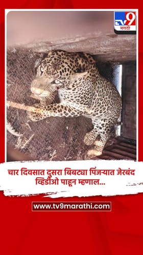 चार दिवसात दुसरा बिबट्या पिंजऱ्यात जेरबंद, व्हिडीओ पाहून म्हणाल...