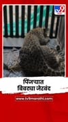 शिरूरमध्ये वनविभागाने लावलेल्या पिंजऱ्यात एक बिबट्या जेरबंद; अजून 2-3 मोकाट.