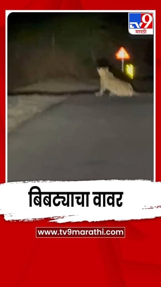 अकोल्यातील धोंडाआखर परिसरात बिबट्याचा वावर