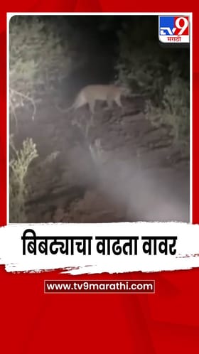 शिरुर तालुक्यातील पिंपरी दुमाला परिसरात बिबट्याचा वाढता वावर