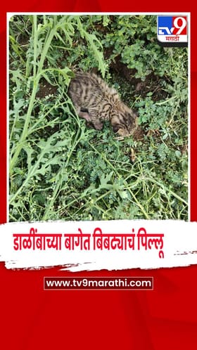 मालेगाव - डाळिंबाच्या बागेत बसलं बिबट्याचं पिल्लू