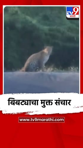 बिबट्याचा मुक्त संचार