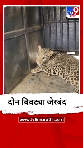 भुसावळ मिलिटरी कॅम्पमध्ये एकाचवेळी दोन बिबटे जेरबंद