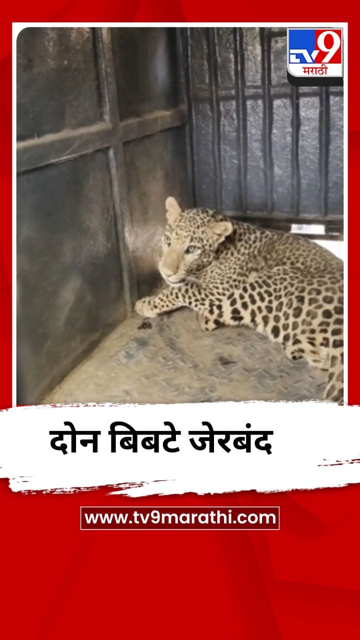 भुसावळ मिलिटरी कॅम्पमध्ये एकाचवेळी दोन बिबटे जेरबंद