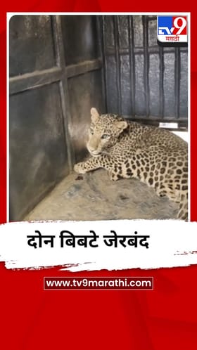 भुसावळ मिलिटरी कॅम्पमध्ये एकाचवेळी दोन बिबटे जेरबंद