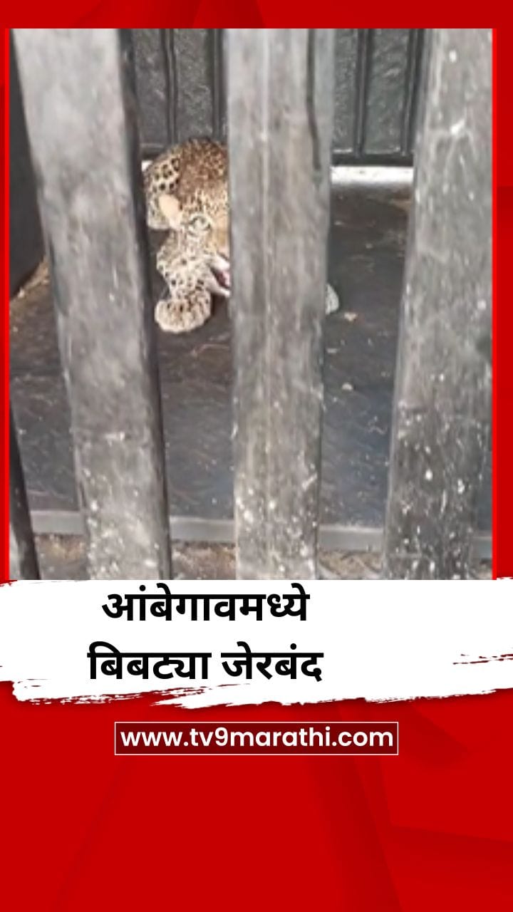 आंबेगाव तालुक्यातील अवसरी खुर्दमध्ये बिबट्या जेरबंद