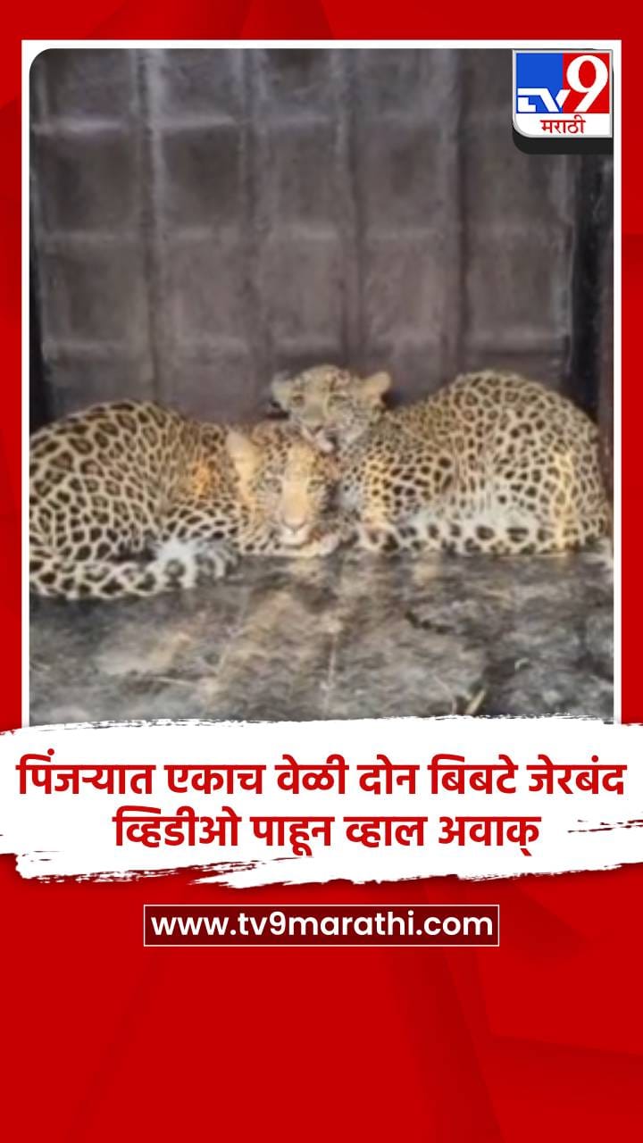 पिंजऱ्यात एकाच वेळी दोन बिबटे जेरबंद, व्हिडीओ पाहून व्हाल अवाक्