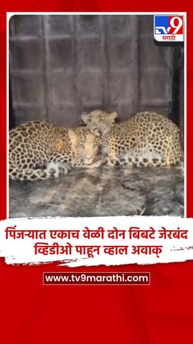 पिंजऱ्यात एकाच वेळी दोन बिबटे जेरबंद, व्हिडीओ पाहून व्हाल अवाक्