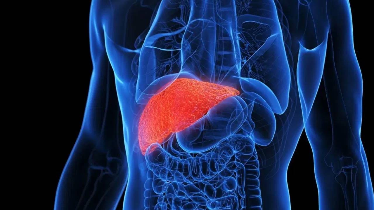 लिव्हर हा आपल्या शरीरातील सर्वात महत्वाचा भाग आहे. लिव्हर खराब झाले तर जीवन जगणे कठीण होते. त्यामुळे लिव्हर चांगले राहणे महत्वाचे आहे.