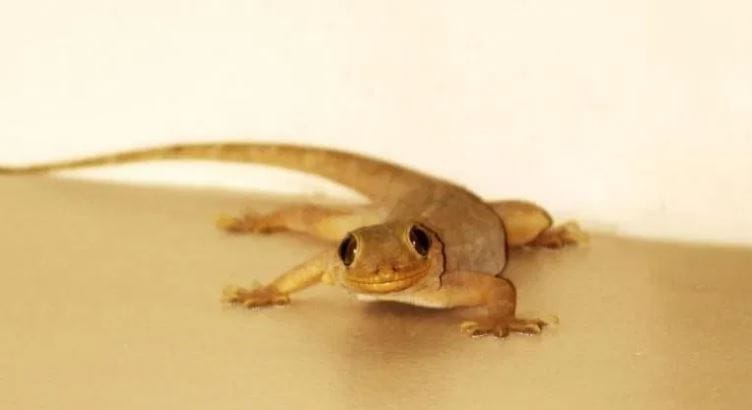 (टीप- या लेखातील सर्व माहिती ही प्राथमिक स्वरुपाची आहे. सविस्तर माहितीसाठी किंवा कोणताही प्रयोग करण्याआधी त्या-त्या क्षेत्रातील तज्ज्ञांशी संपर्क साधावा) 