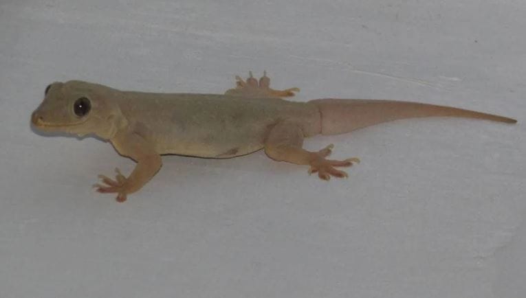 अनेकदा तुम्ही घराच्या छतावर, भिंतींवर तसेच किचनमध्ये कोपऱ्यात पाल पाहिली असेल. एकदा घरात पाल झाली की ती घरातून सहजासहजी निघून जात नाही. त्यासाठीच पालींचा नायनाट व्हावा यासाठीचा एक घरगुती उपाय जाणून घेऊ या.