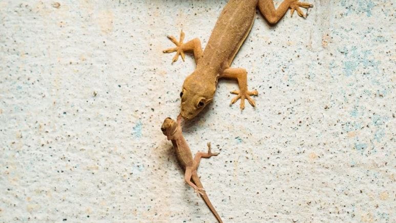 घरात पाल झाल्यावर लवकरच त्या आणखी पिलांना जन्म देतात. परिणामी सगळीकडे पालीच-पाली दिसतात. त्यामुळे कधीकधी चिडचीडही होते. परंतु तुम्ही हा उपाय करून पाहिला तर घरातील पाली निघून जातील. 