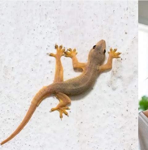 त्यामुळे तुम्ही घरात लसूण आणि कांद्याच्या पाकळ्या ठेवल्या तर पाली पळून निघून जातात. हा उपाय करून पाहिल्यावर पाली नंतर येण्याची हिंमतही करत नाहीत, असेस सांगितले जाते. या उपायामुळे तुमची कायमची डोकेदुखी कमी होऊ शकते. 