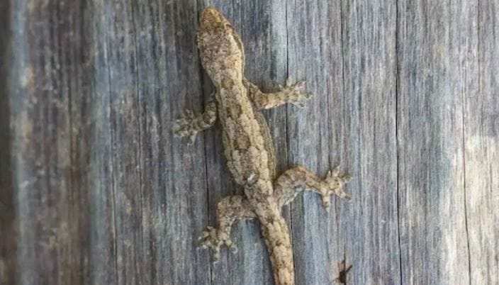 पाल हा सरपटणारा प्राणी पाहिल्यावर अनेकजण घाबरतात. घरातील महिला तर पालीला पाहिले की लगेच पळून जातात. तुमच्या घरात किचनमध्ये, बाथरुममध्ये, बेडरुममध्येही पाल सापडते.