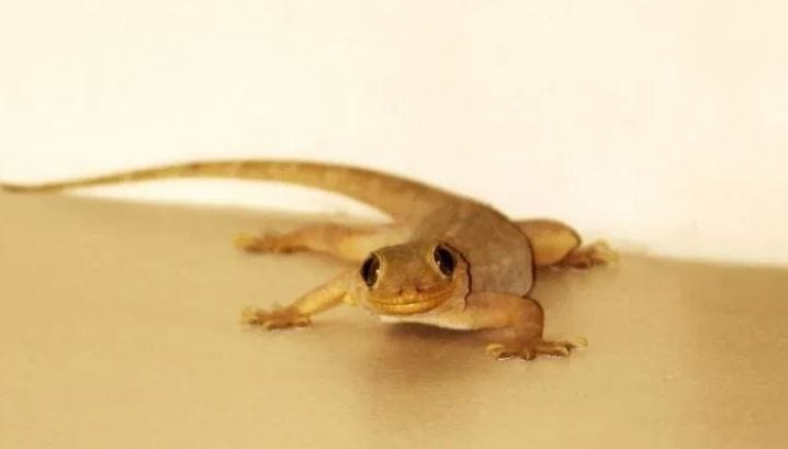 घरात एकदा पाली झाल्या की त्यांना घराबाहेर काढणे हे फारच कठीण होऊन बसते. वेगवेगळे पर्याय करूनही पाल काही घरातून बाहेर जात नाही. अनेकजण काही स्प्रे, घरात ठेवण्यासाठी गोळ्याही आणतात. परंतु त्याचा काहीच उपयोग होत नाही.