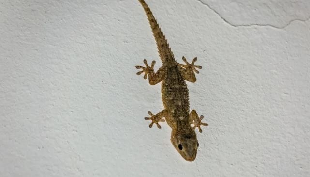 संपूर्ण घरात किचनमध्ये पाली खूप आढळतात. त्यांची विष्ठा अन्नात पडण्याचा धोका असतो. त्यामुळेच तुम्ही काही घरगुती उपाय केले तर घरातील पाली पळून जातील. विशेष म्हणजे हा उपाय करून पाहण्यासाठी तुम्हाला पैसेही खर्च करावे लागणार नाहीत. 