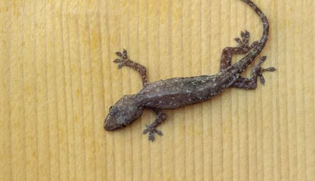 प्रत्येकाच्याच किचनमध्ये लसूण असतो. या लसणाच्या मदतीने तुम्ही घरातील पालींना पळवून लावू शकता. लसूण असला की भाजीला वेगळीच चव लागते. पण लसणाचा वास पालींना आवडत नाही. लसणामध्ये सल्फर असते. सल्फरचा वास पालींना आवडत नाही. झाडाची कुंडी किंवा खिडकीत लसणाच्या पाकळ्या ठेवल्या तर किचनमध्ये पाली येत नाहीत. हा प्रयोग तुम्हीही करून पाहू शकता.  