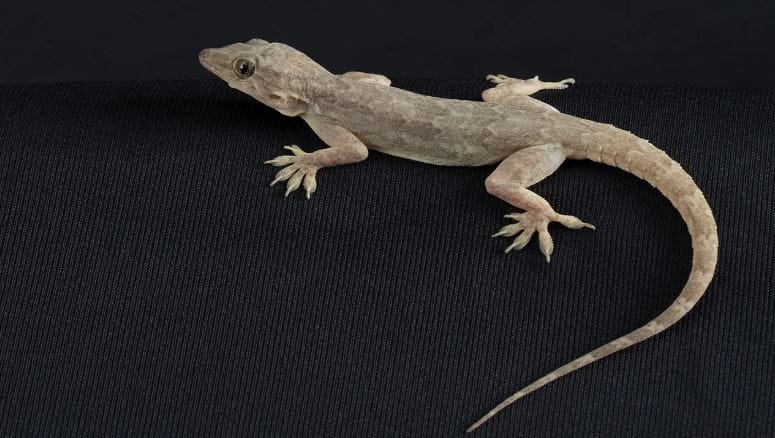 (टीप- या लेखातील सर्व माहिती ही प्राथमिक स्वरुपाची आहे. सविस्तर माहितीसाठी किंवा कोणताही प्रयोग करण्याआधी त्या-त्या क्षेत्रातील तज्ज्ञांशी संपर्क साधावा) 