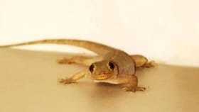 शून्य रुपये खर्च, आयुष्यात कधीच घरात दिसणार नाही पाल; उपाय केला की....