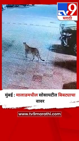 मुंबई : मालाडमधील सोसायटीत बिबट्याचा वावर