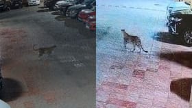 मुंबईत बिबट्या शिरला, मालाडमध्ये खळबळ; नागरिकांमध्ये भीतीचे वातावरण