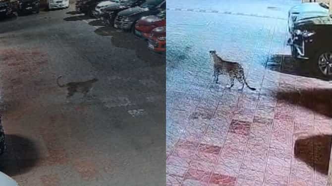 मुंबईत बिबट्या शिरला, मालाडमध्ये खळबळ; नागरिकांमध्ये भीतीचे वातावरण
