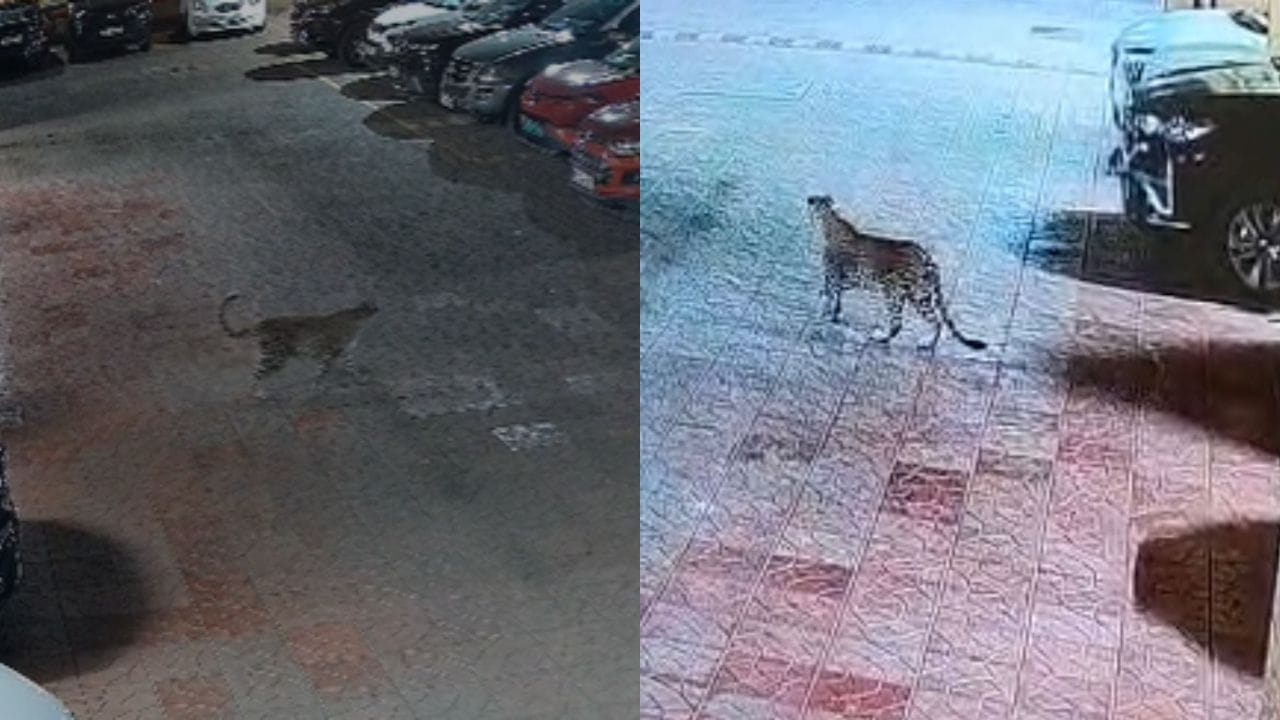 मुंबईत बिबट्या शिरला, मालाडमध्ये खळबळ; नागरिकांमध्ये भीतीचे वातावरण मुंबईत बिबट्या शिरला, मालाडमध्ये खळबळ; नागरिकांमध्ये भीतीचे वातावरण