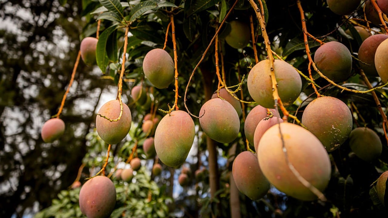 तुम्ही दिवसाला एक मध्यम आकाराचा आंबा खाणे पुरेसे आहे. जर तुम्ही आमरस खात असाल, तर एक लहान वाटी आमरस दिवसासाठी पुरेसा ठरतो.